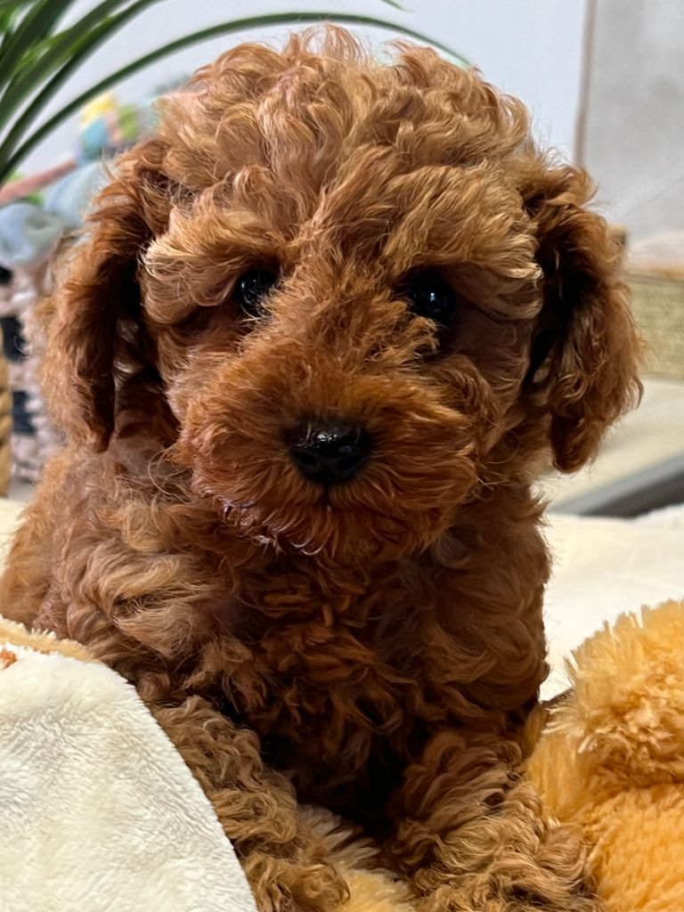 Alabama du mas d'aigret