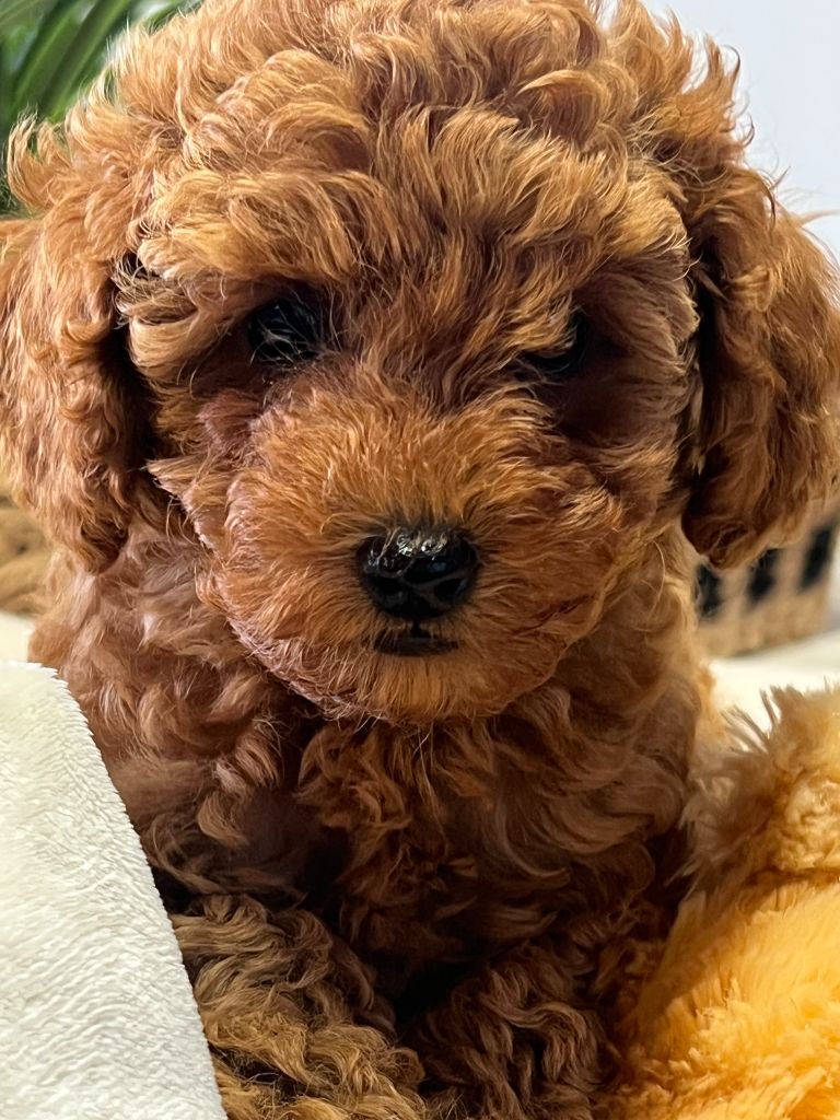 Aloumie du mas d'aigret