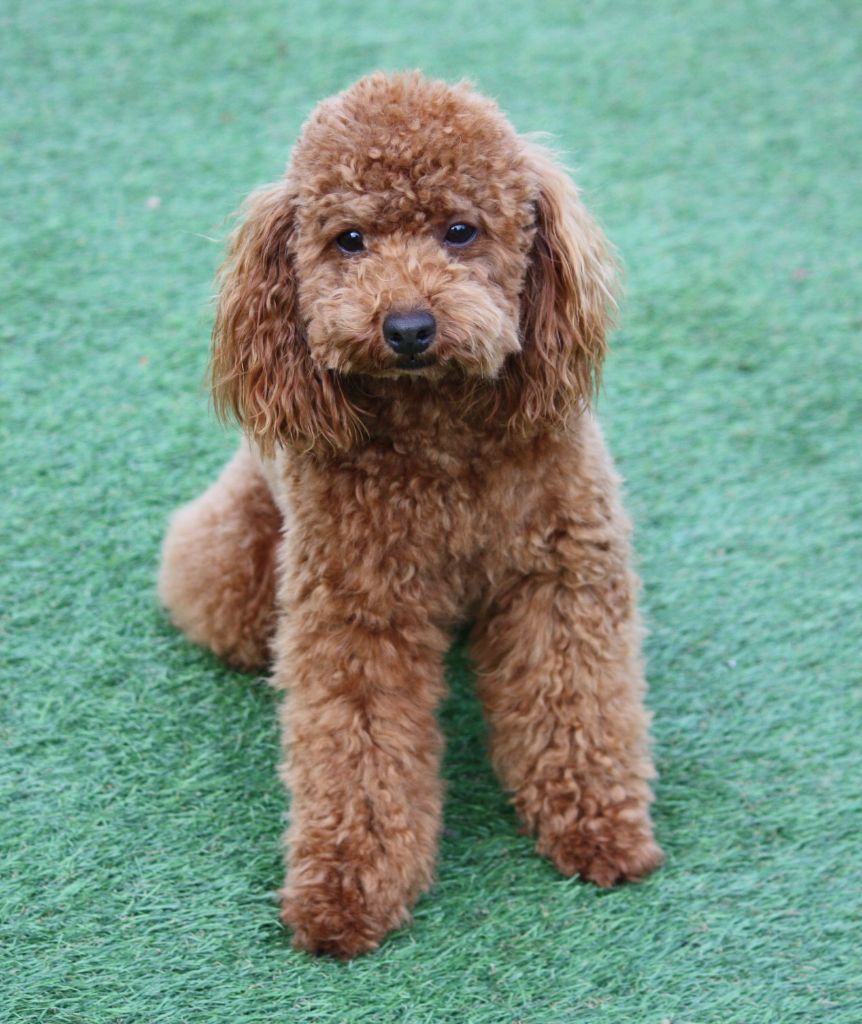 Aloa du mas d'aigret