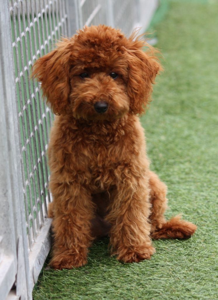 Alabama du mas d'aigret