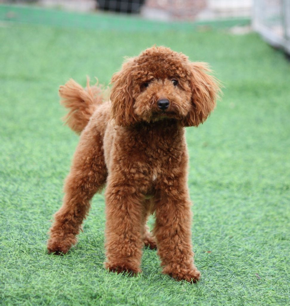 Azzaro legend De zaldivar