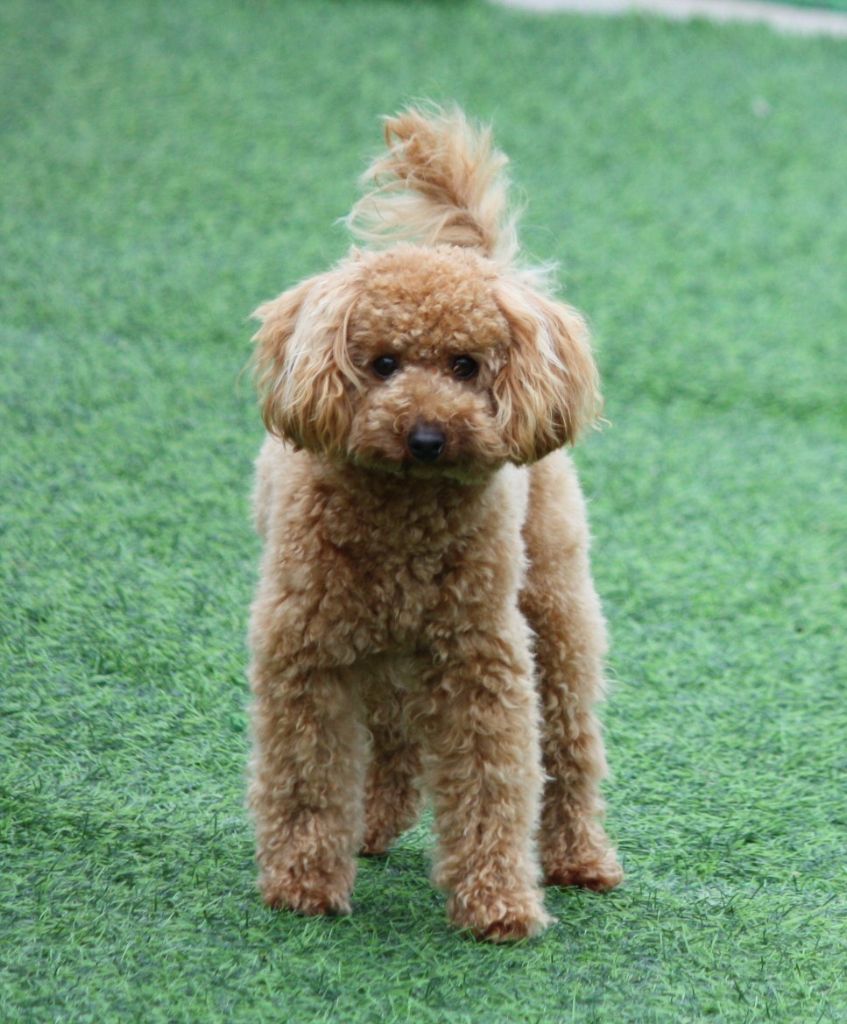 Albane du mas d'aigret