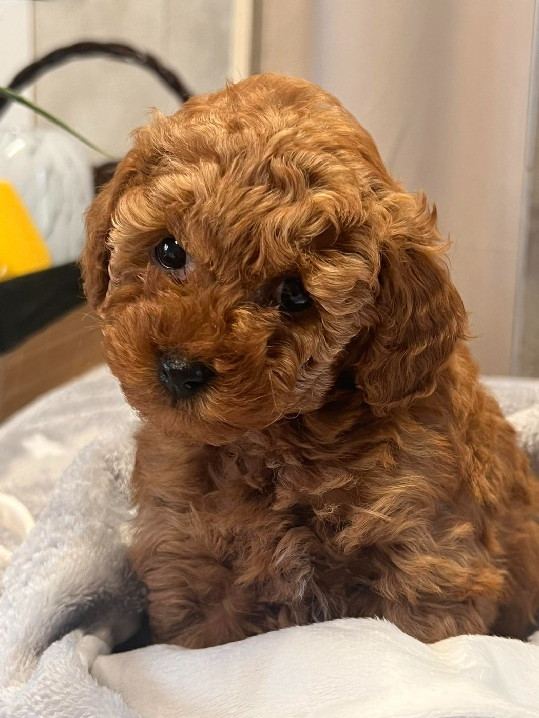 Akila du mas d'aigret