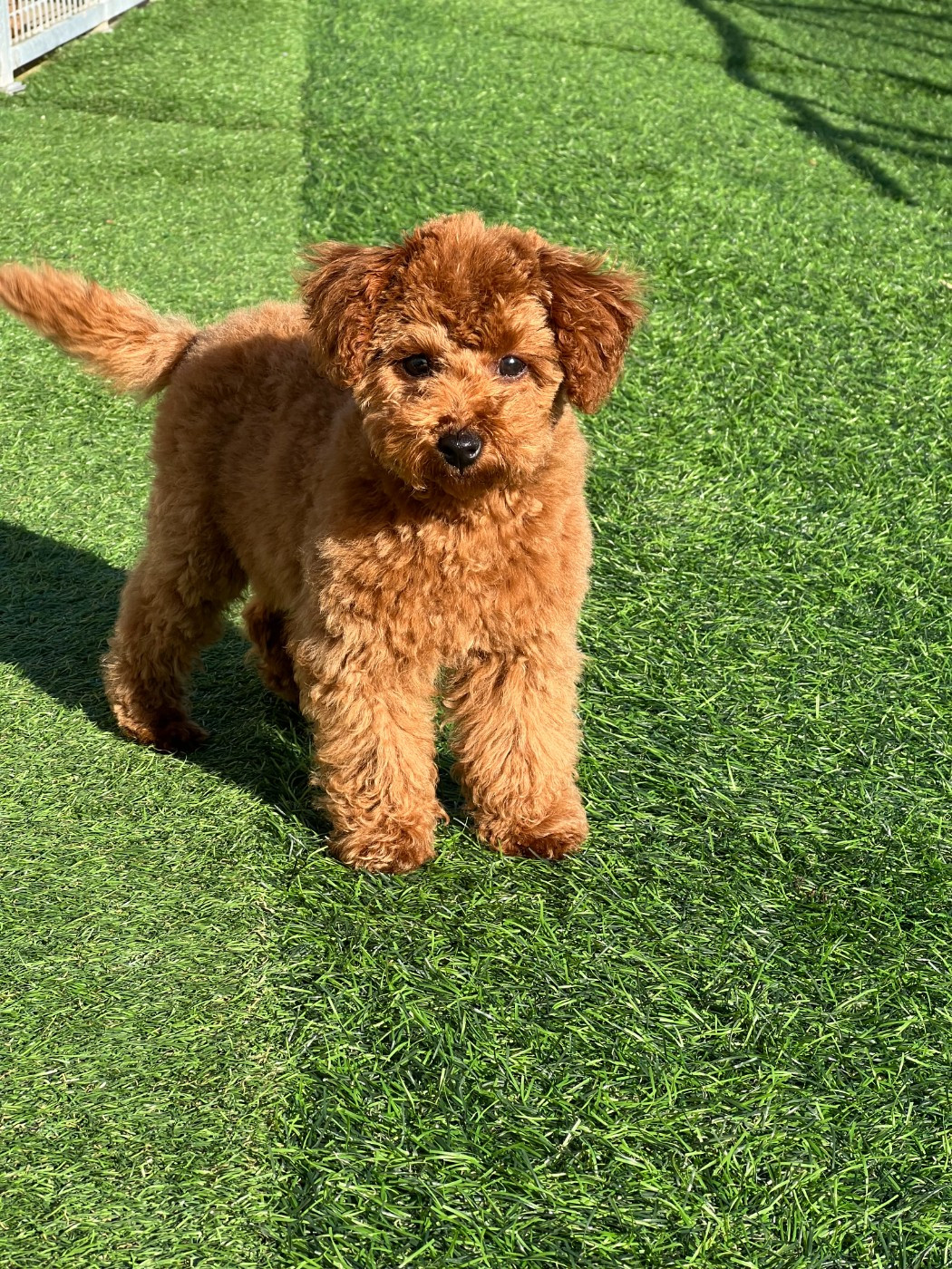 Akila du mas d'aigret